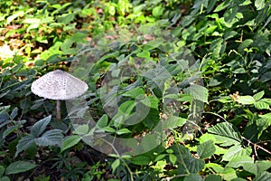 Mushrooms Cystolepiota high - Macrolepiota procera