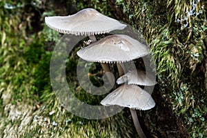 Mushrooms on dead conifer