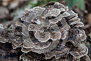 Mushrooms on dead conifer
