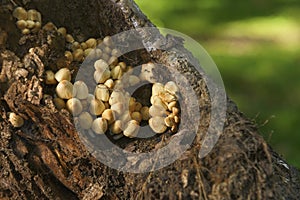 Mushrooms on decayed tree