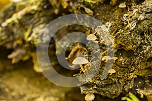 Mushrooms on Decaying Log