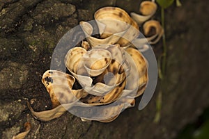 Mushrooms on a decaying tree trunk