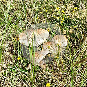 Mushrooms in the dunes