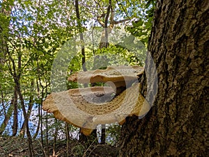 Mushrooms on a dying tree in the woods