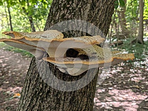 Mushrooms on a dying tree in the woods