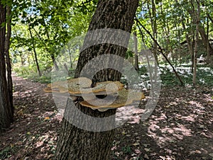Mushrooms on a dying tree in the woods