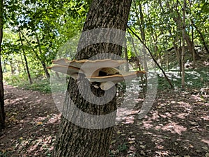 Mushrooms on a dying tree in the woods