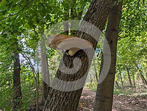 Mushrooms on a dying tree in the woods