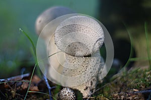 Mushrooms on the edge of the forest