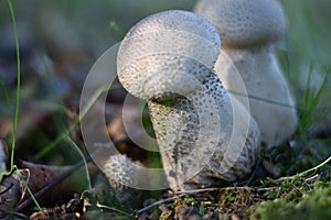 Mushrooms on the edge of the forest