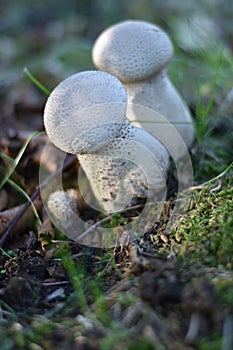 Mushrooms on the edge of the forest