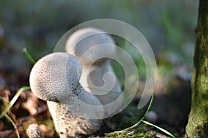 Mushrooms on the edge of the forest