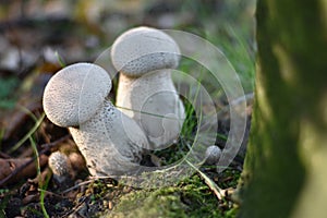 Mushrooms on the edge of the forest