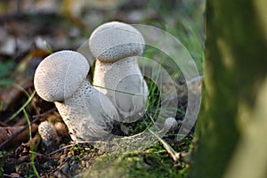 Mushrooms on the edge of the forest