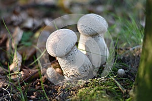 Mushrooms on the edge of the forest