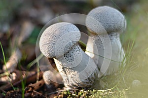 Mushrooms on the edge of the forest