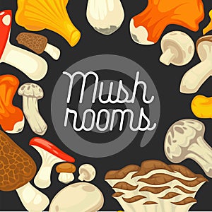 Mushrooms edible mushrooming poster. Vector flat champignon and boletus or forest chanterelle and lobster mushroom