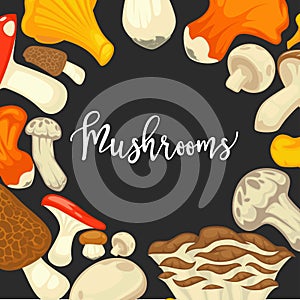 Mushrooms edible mushrooming poster. Vector flat champignon and boletus or forest chanterelle and lobster mushroom