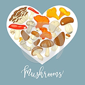 Mushrooms edible mushrooming poster. Vector flat champignon and boletus or forest chanterelle and lobster mushroom