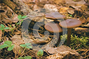 Mushrooms Entoloma Holoconiota in March at Ukraine