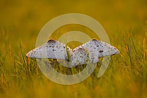 Houby v epickém teplém světle v jarní a letní přírodě, Slovensko