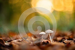Mushrooms and fallen autumn leaves in forest bright sunlight and soft background