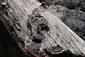 mushrooms on fallen trees. fallen tree