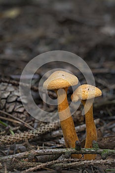 Mushrooms False Chanterelle Hygrophoropsis aurantiaca