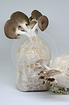 Mushrooms from the Farm