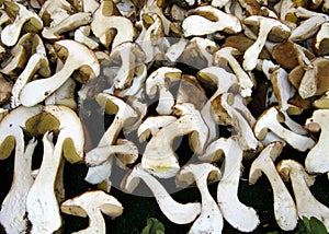 Mushrooms at farmers market