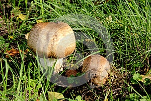 Mushrooms in a field