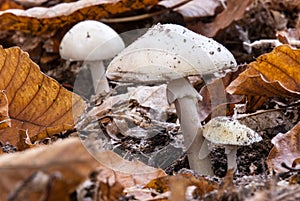 Mushrooms in a field of dry hours with fall colors