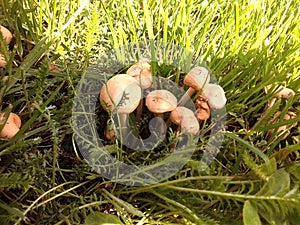 Mushrooms in a field. photo