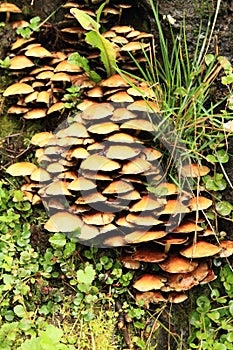 Mushrooms Flammulina velutipes