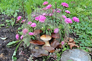 Mushrooms and flowers  autumn harvest white mushroom