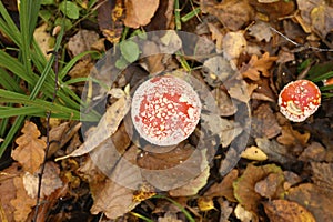 Mushrooms fly agaric in grass on autumn forest background. toxic and hallucinogen red poisonous amanita muscaria fungus macro clos