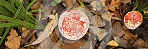 mushrooms fly agaric in grass on autumn forest background. toxic and hallucinogen red poisonous amanita muscaria fungus macro clos