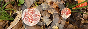 Mushrooms fly agaric in grass on autumn forest background. toxic and hallucinogen red poisonous amanita muscaria fungus macro clos