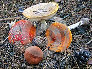 Mushrooms fly agaric in a pine forest, still life.