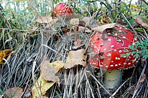 Mushrooms. Fly agarics in the autumn forest. A group of mushrooms