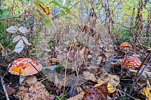 Mushrooms. Fly agarics in the autumn forest. A group of mushrooms