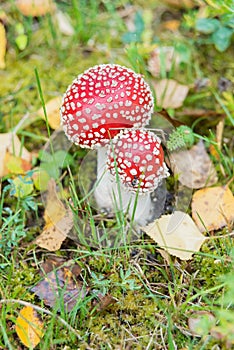 Mushrooms fly agarics in forest