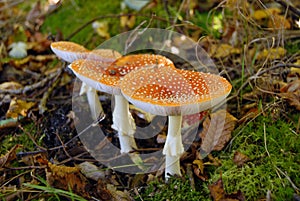 Mushrooms in forest