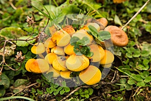 Mushrooms in the forest