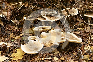 Mushrooms in the forest