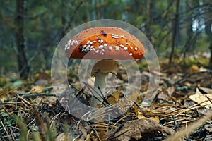Mushrooms in the forest. Autumn fly mortem