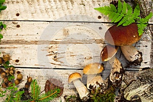 Mushrooms in forest. Card on autumn or summertime. Forest harvest. Boletus, aspen, chanterelles, leaves, buds, berries, Top view