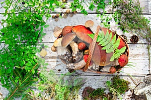 Mushrooms in forest. Card on autumn or summertime. Forest harvest. Boletus, aspen, chanterelles, leaves, buds, berries, Top view