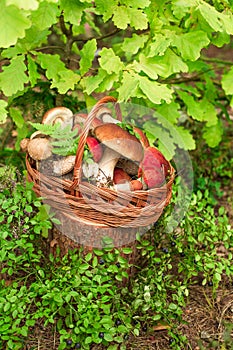 Mushrooms in forest. Card on autumn or summertime. Forest harvest. Boletus, aspen, chanterelles, leaves, buds, berries, Top view