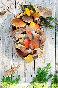 Mushrooms in forest. Card on autumn or summertime. Forest harvest. Boletus, aspen, chanterelles, leaves, buds, berries, Top view